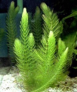 COLA DE ZORRO (Ceratophyllum demersum)