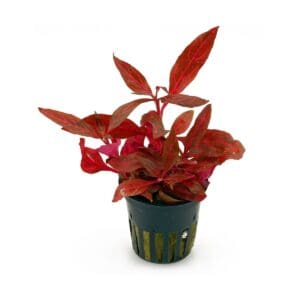 Alternanthera reineckii