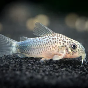 CORYDORAS SIMILIS