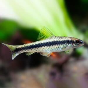 ZORRO COME-ALGAS C. SIAMENSIS 3-4 CM