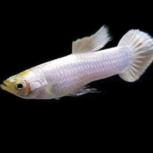 GUPPY MACHO SNOW WHITE 3.5-4 CM
