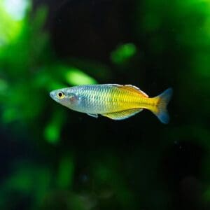 MELANOTAENIA BOESEMANI