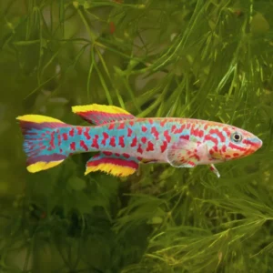 KILLI APHYOSEMION GARDNERI 3-3.5 CM