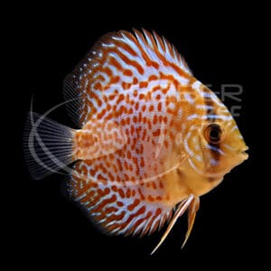 DISCO LEOPARDO 5-6 CM