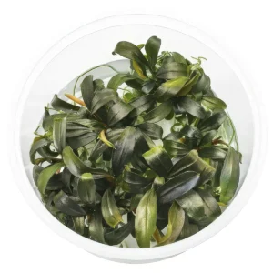 Bucephalandra sp. Marrónie(IN-VITRO)