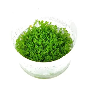 Hemianthus callitrichoides  Cuba(in vitro)