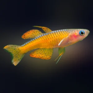 PSEUDOMUGIL PASKAI 2-2.5 CM