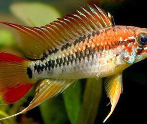 APISTOGRAMMA VIEJITA 3-4 CM