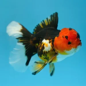 ORANDA PANDA TRICOLOR 5-7CM