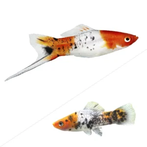 XIPHO TRICOLOR 4-5 CM