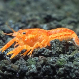 LANGOSTA MEJICANA CAMBARELLUS NARANJA 2 CM