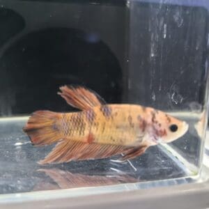 BETTA MACHO PLAKAT KOI 4-5 CM