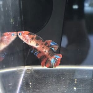 BETTA HEMBRA GIGANTE GRADO A 6-7CM