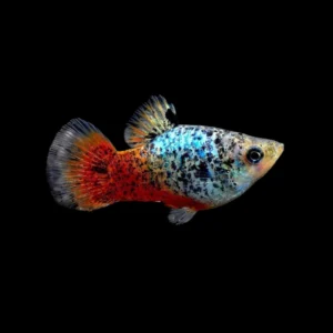 PLATY CORAL AZUL CALICO