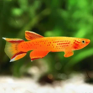 KILLI APHYOSEMION AUSTRALE 2-3 CM