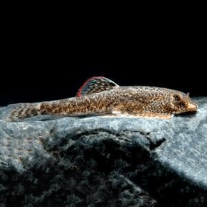 PLECOSTOMUS DE BORNEO PUNCTATUS 2-2.5 CM