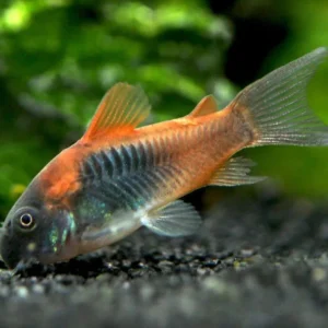 CORYDORAS VENEZUELA ORANGE 2.5-3 CM