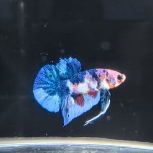 BETTA MACHO PLAKAT KOI 3-4 CM