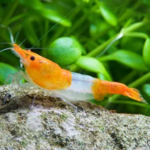 ORANGE RILI