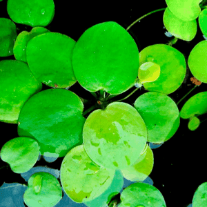 Limnobium laevigatum