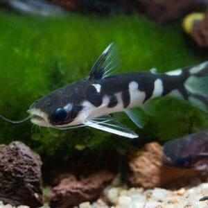 PEZ GATO ORCA SALVAJE 6-8 CM