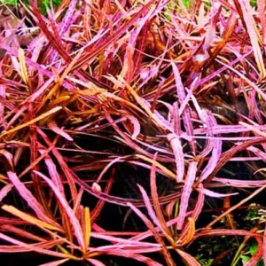 Hygrophila sp. Araguaia  (in vitro)