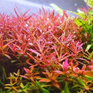 Rotala sp. Yao Yai (in vitro)