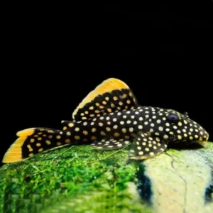 L018 BARYANCISTRUS GOLDEN NUGGET SALVAJE 6-8 CM