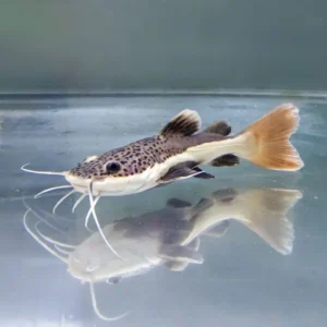 Pez Gato de Cola Roja 6-7 cm