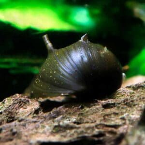 Caracol Sol 1-1.5 cm