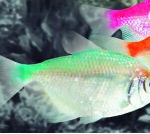 Monjita Color Verde 4-4.5 cm （OFERTA 7 UNIDAD）