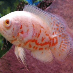 OSCAR ALBINO ATIGRADO 5-6CM