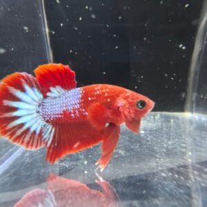 BETTA MACHO PLAKAT HELLBOY 3-4 CM