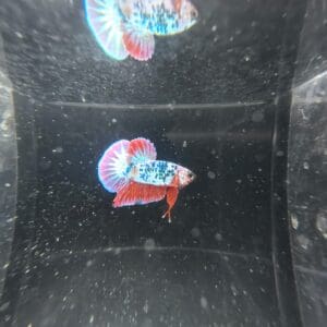 BETTA MACHO PLAKAT FANCY 4-5 CM