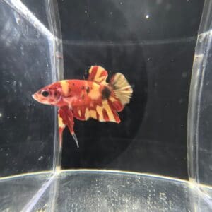 BETTA MACHO PLAKAT MEDIA LUNA NEMO KOI 4-5 CM
