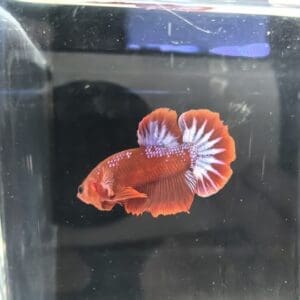 BETTA MACHO PLAKAT HELLBOY 3-4 CM