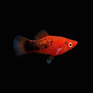 PLATY CORAL BERLIN 3.5-4CM