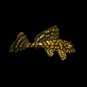 PLECOSTOMUS NARANJA MARMOL 4-5 CM
