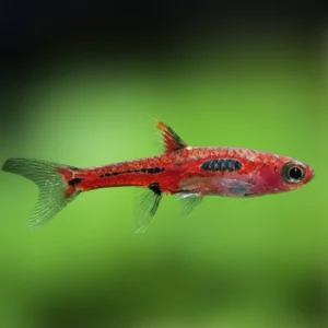RASBORA BORARAS MERAH ROJA 0.8-1 CM