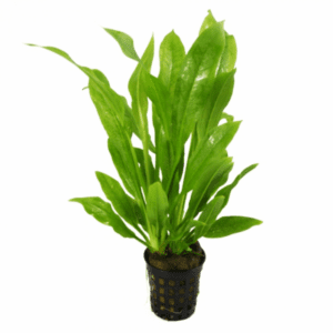 Echinodorus amazonicus