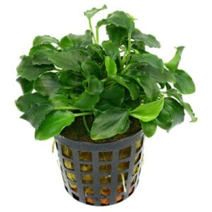 Schismatoglottis preitoi