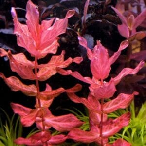 Rotala macrandra ( in vitro)