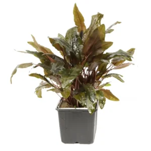 Cryptocoryne species marrón