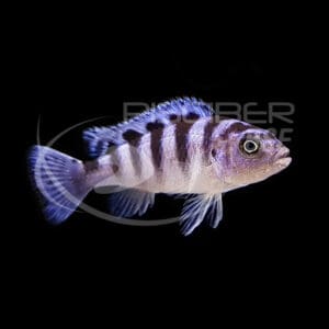 PSEUDOTROPHEUS LOMBARDOI 4-5 CM