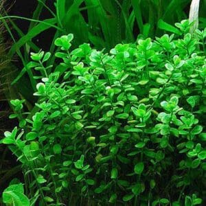Bacopa monier