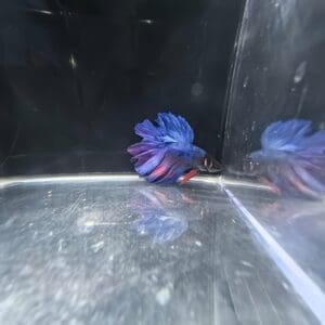 BETTA MACHO SUPERDELTA 4-5 CM