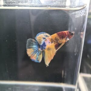 BETTA MACHO PLAKAT MEDIA LUNA NEMO KOI 4-5 CM