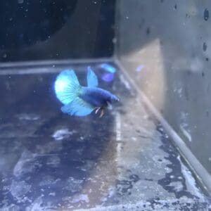 BETTA HEMBRA SUPERDELTA 4-5 CM