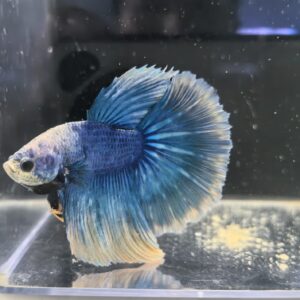 BETTA MACHO MEDIA LUNA CLASE A