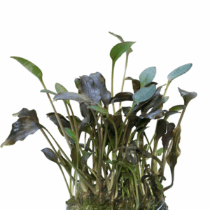 CRYPTOCORYNE WALKERI